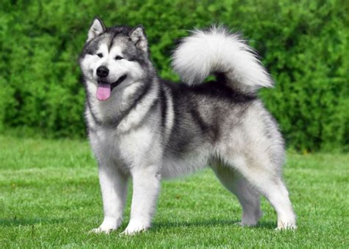 Alaska the Dog