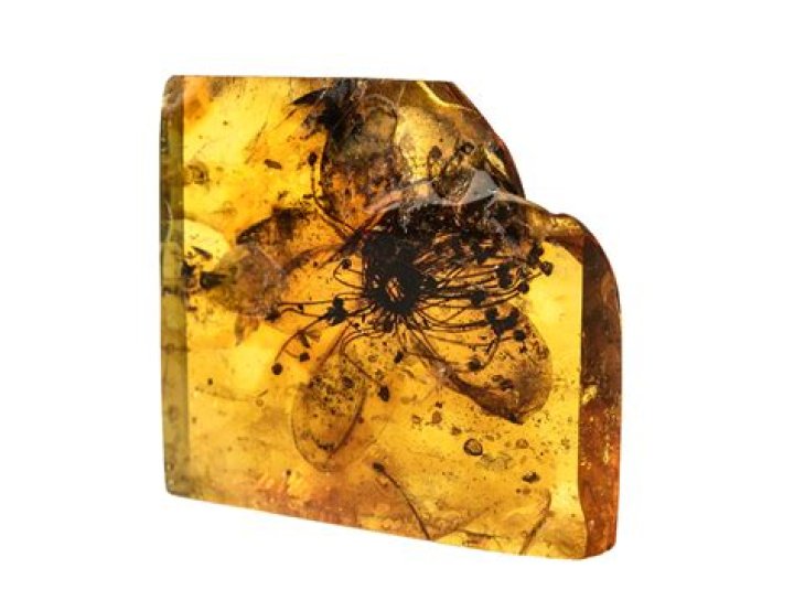 Amber An
