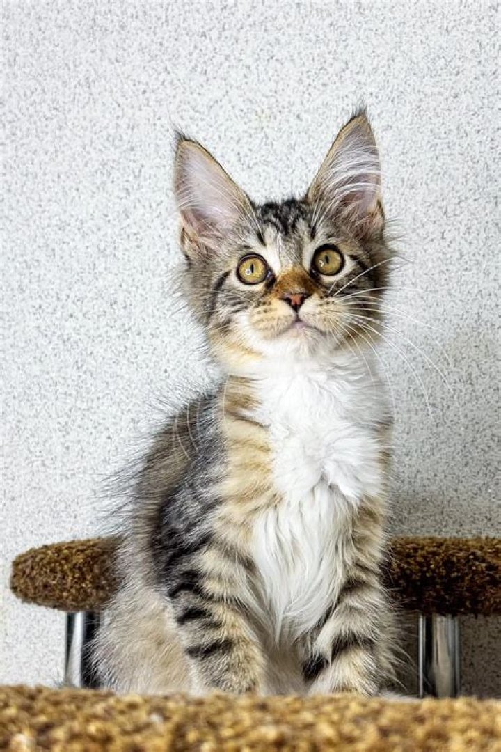 Britni Kitten