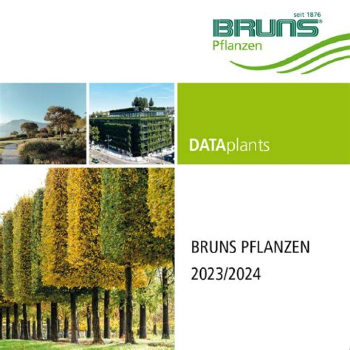 Bruns