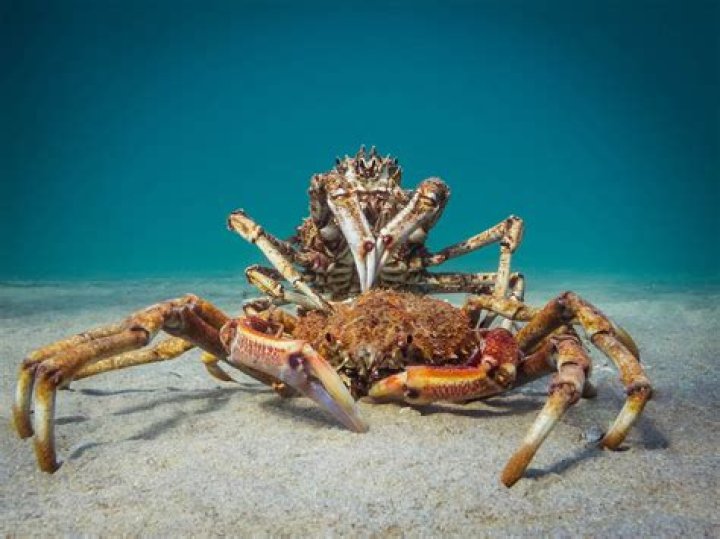 Cannibal Crab