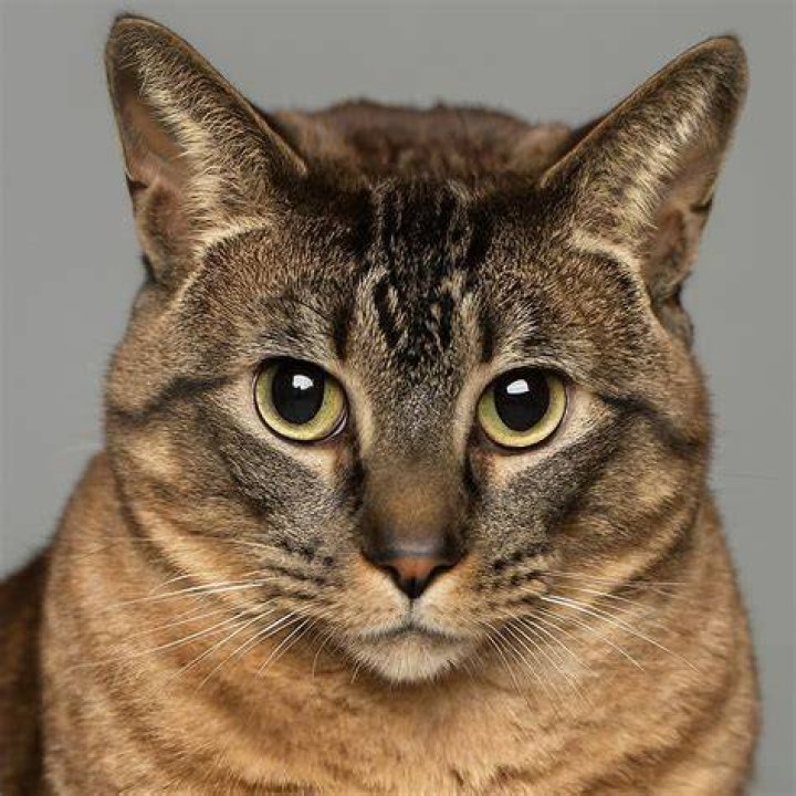Cat Stratton