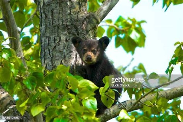 Cub Buck