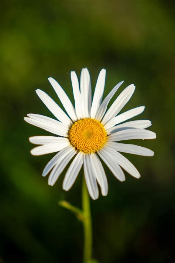 Daisy