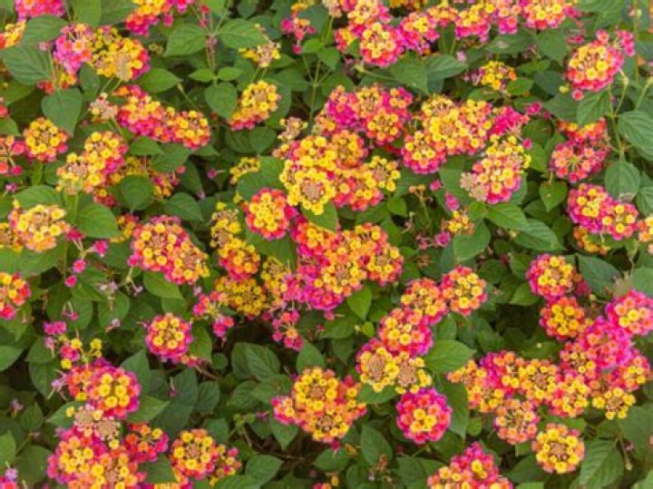 Easy Lantana