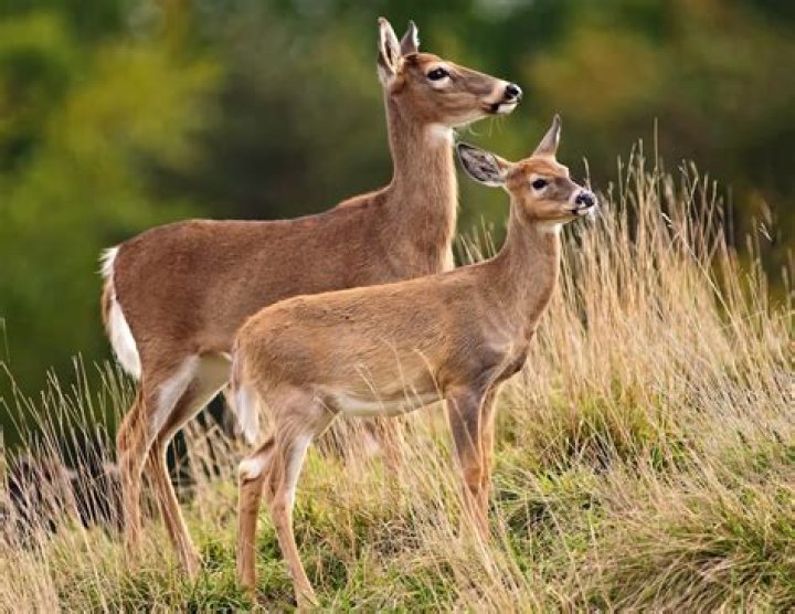 Fawnings