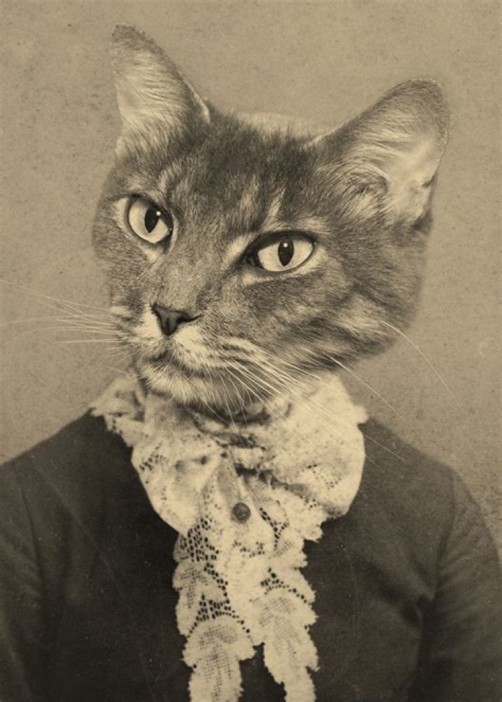 Fiona The Feline