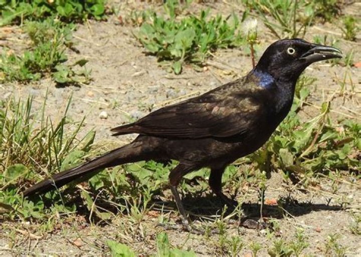 Grackle