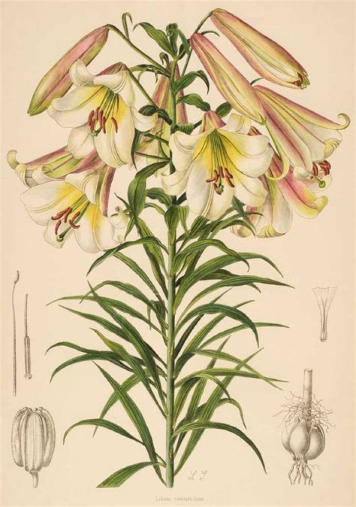 Henry John Elwes