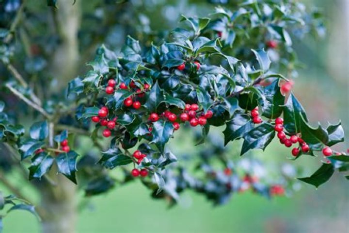 Holly