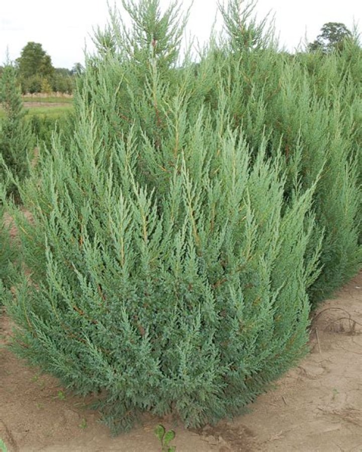 Juniper