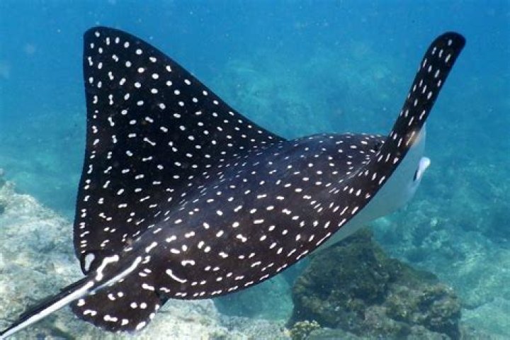 K’Sun Ray