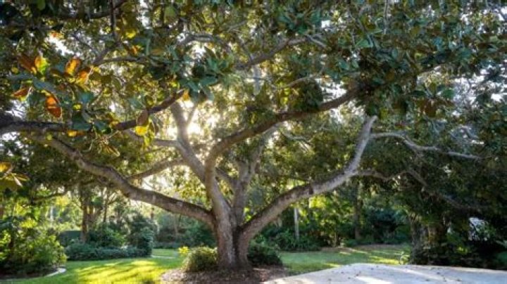 Lady Tree