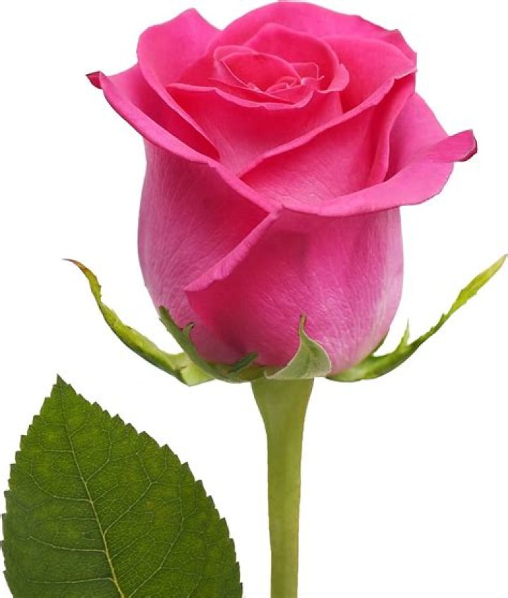 Michał Rosa