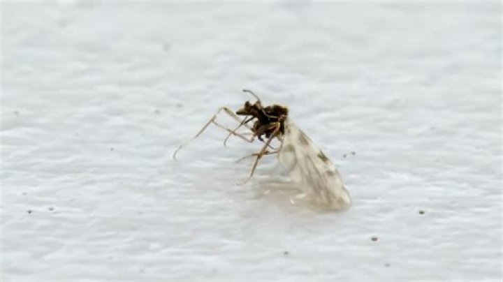 Midge