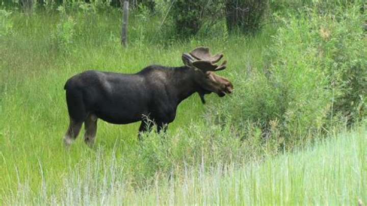 Moose