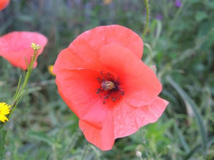 Poppy Bunga