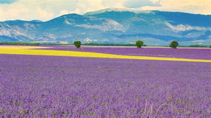 Provence Delavega