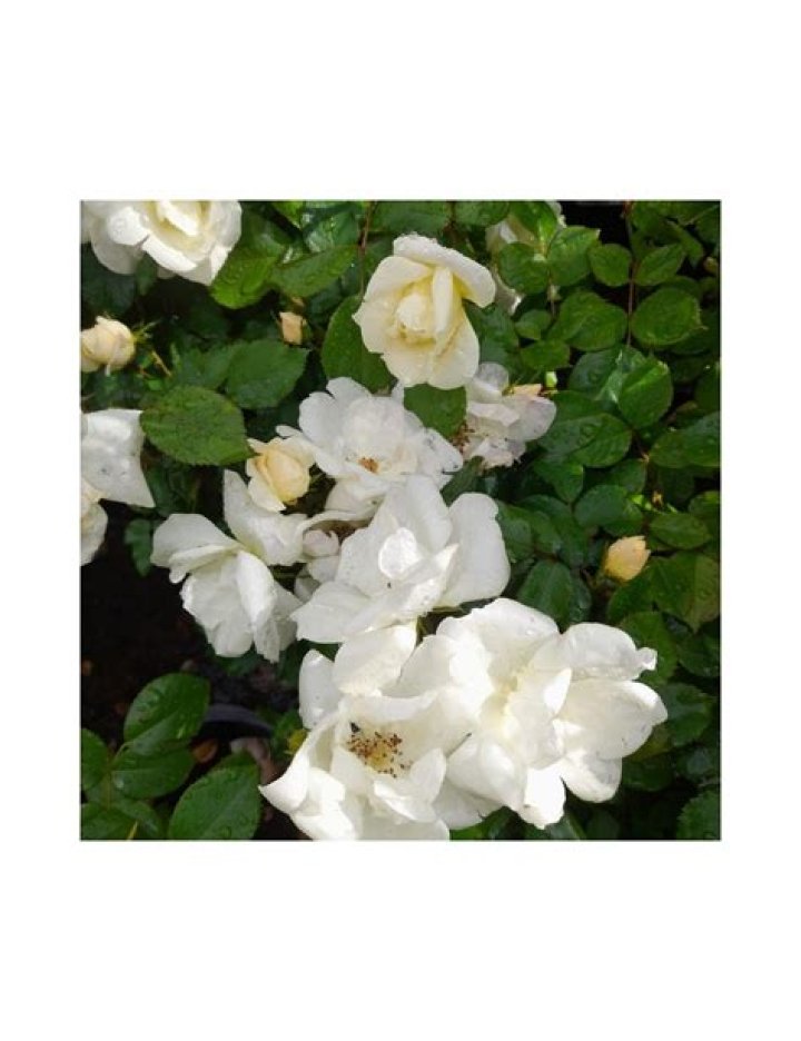 Rosal Colón