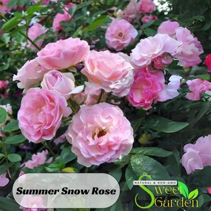 Snow Rose