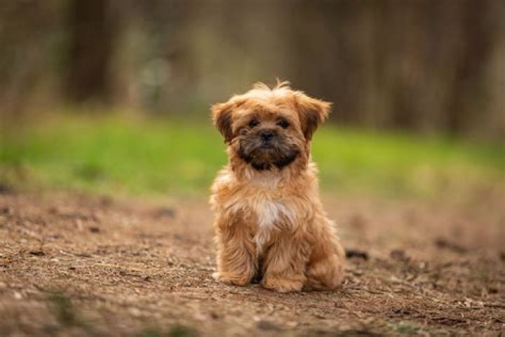 Sookie Dog