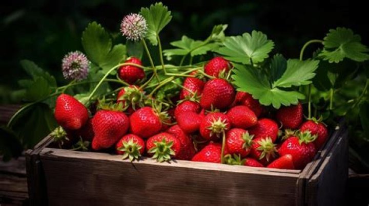 Strawberry