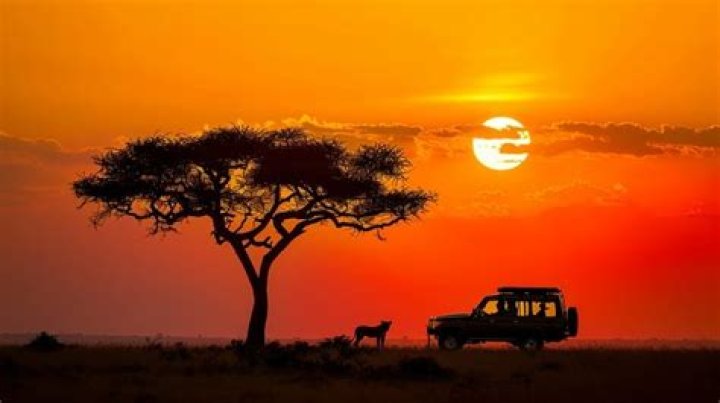 Sunset Safari