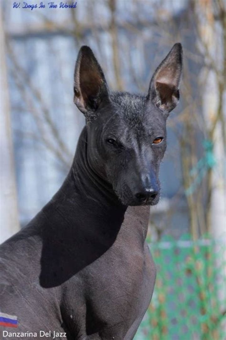 Xolo Maridueña